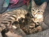 Coco Bean and Kittens.jpg